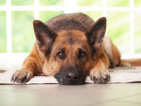 /album/bergen-hundelufting/a147083304-dogs-home-alone-all-day-632x475-jpg/