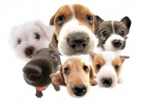 /album/bergen-hundelufting/a-lot-of-dogs-jpg/