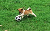 /album/bergen-hundelufting/pretty-dogs-in-garden-dogs-13905929-1920-1200-jpg/